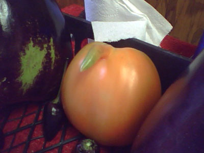 Tomato with Crooked Pecker