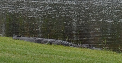 alligator.jpg