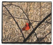 cardinal