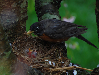 robin_babies_1.jpg