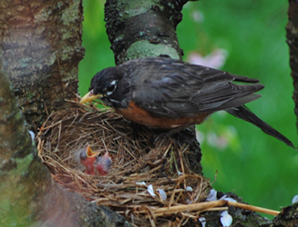 robin_babies_2.jpg