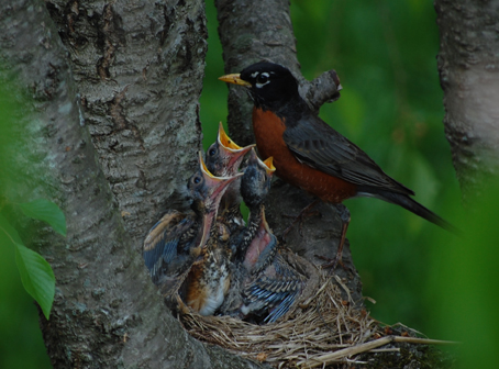 Baby Robins